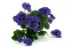 Pens&eacute;e Artificielle Vert & Violet 7