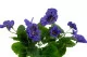 K&uuml;nstliche Gedanken Gr&uuml;n & Violett 6