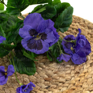 Viola del Pensiero Artificiale - Verde & Viola