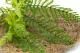 Artificial Fern 2