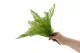 Artificial Fern 4