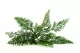 Artificial Carrot Fern 3