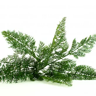 Felce Carrot Fern artificiale