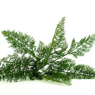 K&uuml;nstlicher Carrot Fern Farn