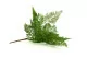 Felce Carrot Fern artificiale 4