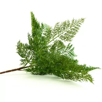 Felce Carrot Fern artificiale