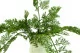 Helecho Carrot Fern artificial 7
