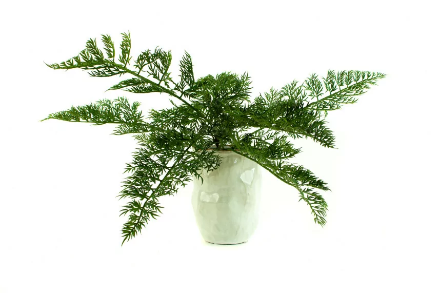 Foug&egrave;re Carrot Fern artificielle