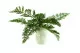 Artificial Carrot Fern 1