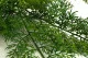 Artificial Carrot Fern 2