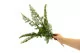 Artificial Carrot Fern 5
