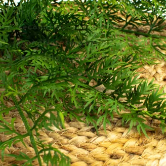 Felce Carrot Fern artificiale