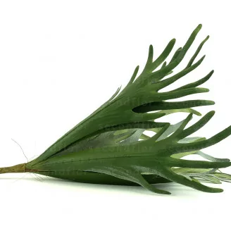 Platycerium artificiale