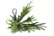 Platycerium artificiale 6
