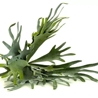 Platycerium artificiale