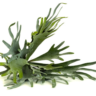 Platycerium Artificiel