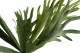 Platycerium artificiale 2