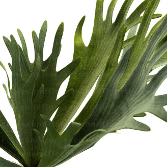 K&uuml;nstliches Platycerium