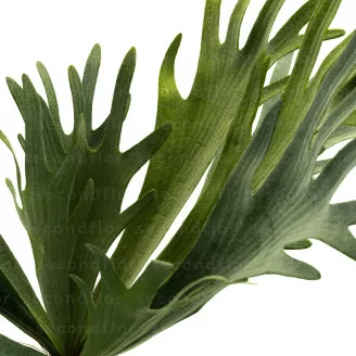 Platycerium artificiale