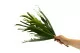 Platycerium artificial 4
