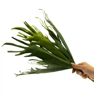 Platycerium artificiale