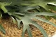 Artificial Platycerium 5