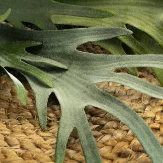 Platycerium artificiale