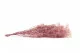 Gipsofila Stabilizzata - Pastel Pink 5