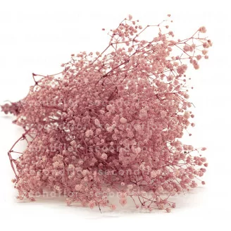 Konserviertes Schleierkraut Pastellrosa