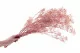 Gipsofila preservada Rosa Pastel 3