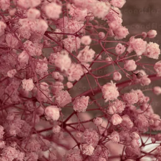 Preserved Gypsophila Pastel Pink