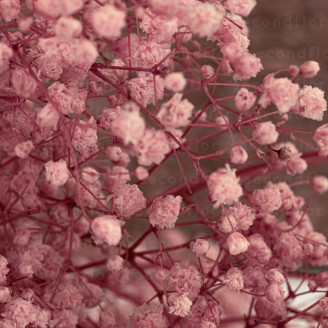 Schleierkraut Stabilisiert - Pastel Pink