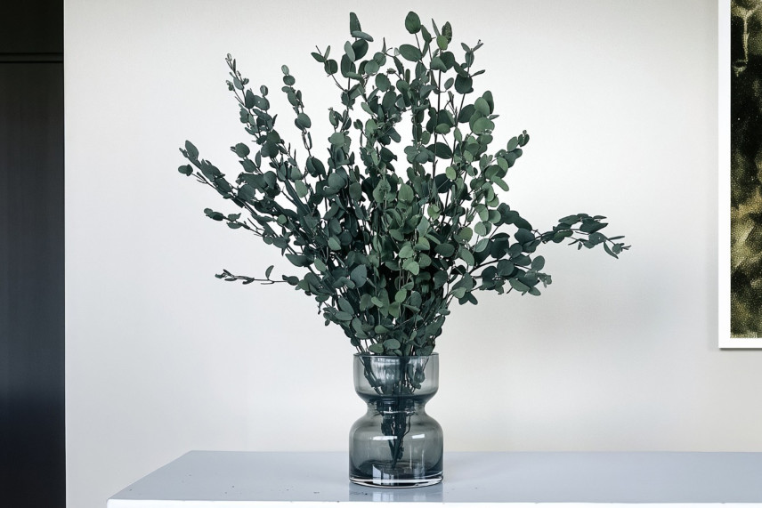Eucalyptus Gunnii stabilis&eacute; - Vert