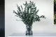 Eucalyptus Gunnii stabilis&eacute; 1