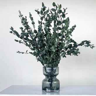 Eucalyptus Gunnii stabilis&eacute; - Vert