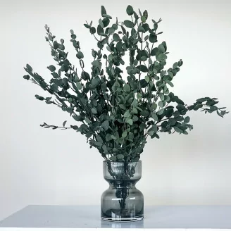 Eucalyptus Gunnii stabilis&eacute; - Vert
