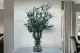 Preserved Willow Eucalyptus 1