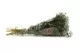 Preserved Mini Gypsophila Eden Green 9