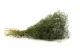 Preserved Mini Gypsophila Eden Green 4