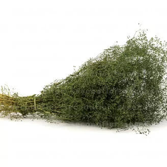 Preserved Mini Gypsophila Eden Green