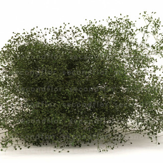 Mini Gypsophila Stabilized - Eden Green