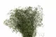 Gypsophile Mini stabilis&eacute; Eden Green 6