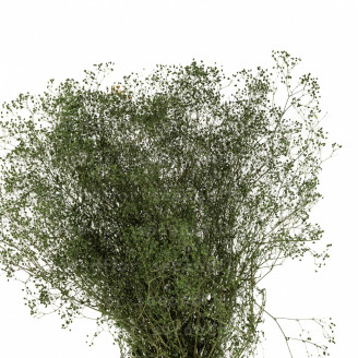 Gypsophile Mini Stabilis&eacute; - Eden Green