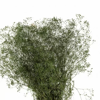 Preserved Mini Gypsophila Eden Green