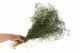 Gypsophile Mini stabilis&eacute; Eden Green 7