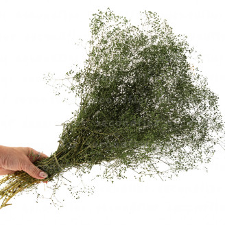 Gypsophile Mini Stabilis&eacute; - Eden Green