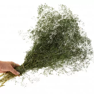 Preserved Mini Gypsophila Eden Green