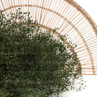 Gypsophile Mini Stabilis&eacute; - Eden Green