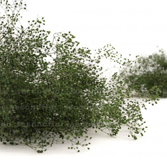 Gypsophile Mini Stabilis&eacute; - Eden Green
