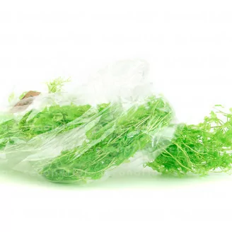 Felce Acquatica stabilizzata